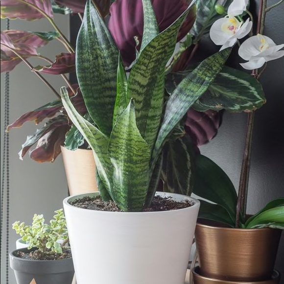 Plant Air purifier mother-in-law tongue snake - Picture 6 of 9